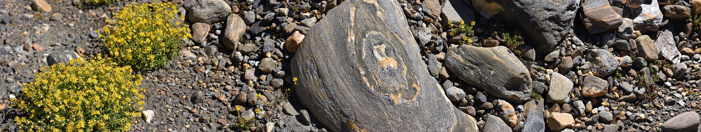 P024366: Panoramafoto Bewimperter Steinbrech und Bündner Schiefer (Kalkglimmerschiefer)