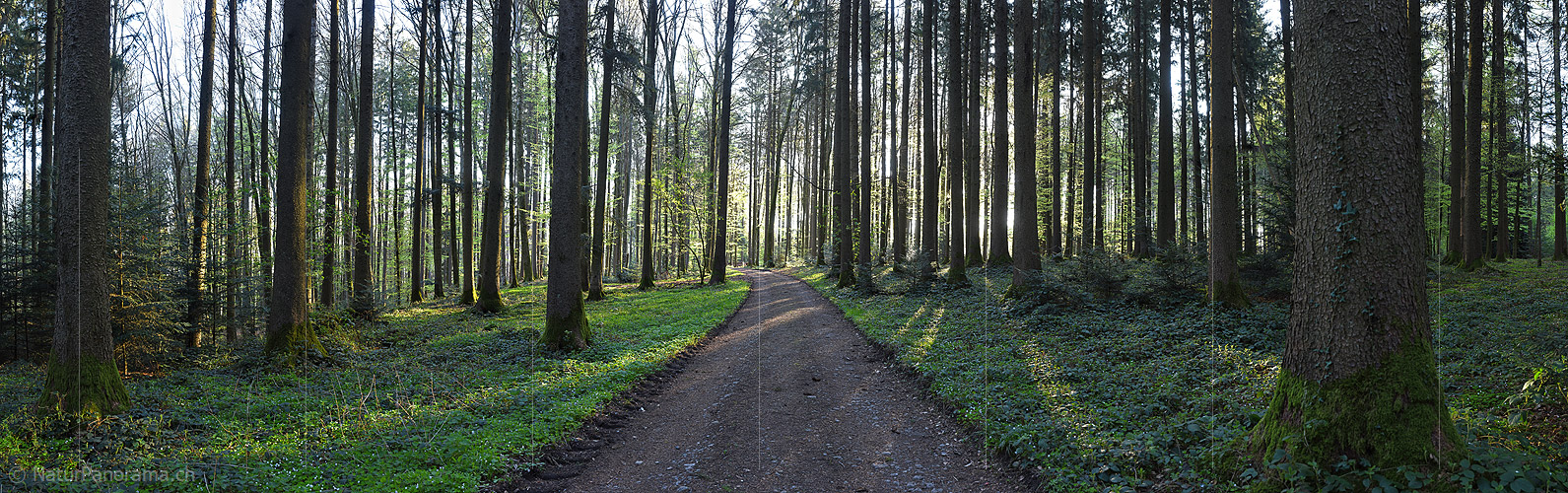 P024833: Panoramafoto Morgen im Frühlingswald