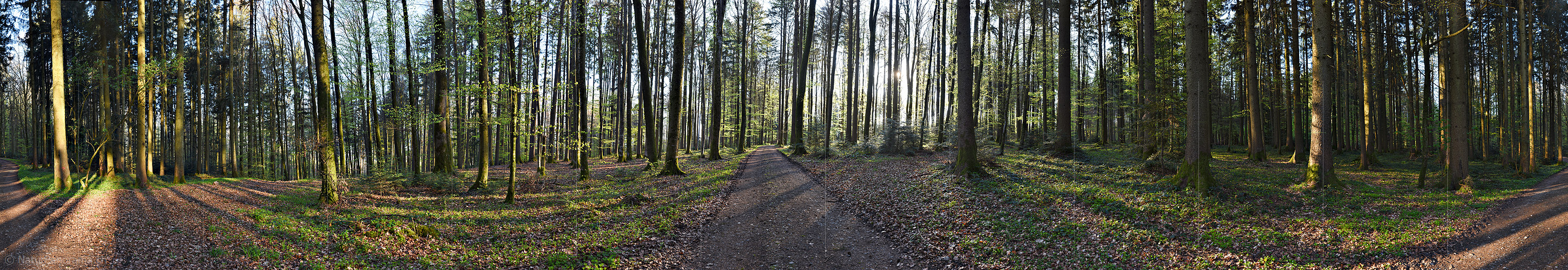 P024836: 360° Panoramafoto Erstes Buchenlaub im Frühlingswald