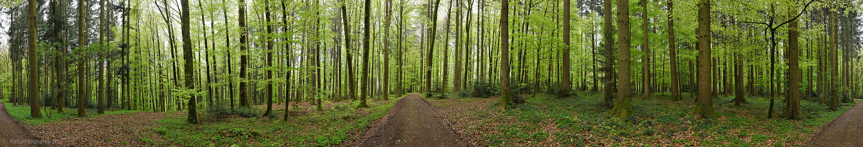 P024852: 360° gigapixel panoramic photo from spring forest