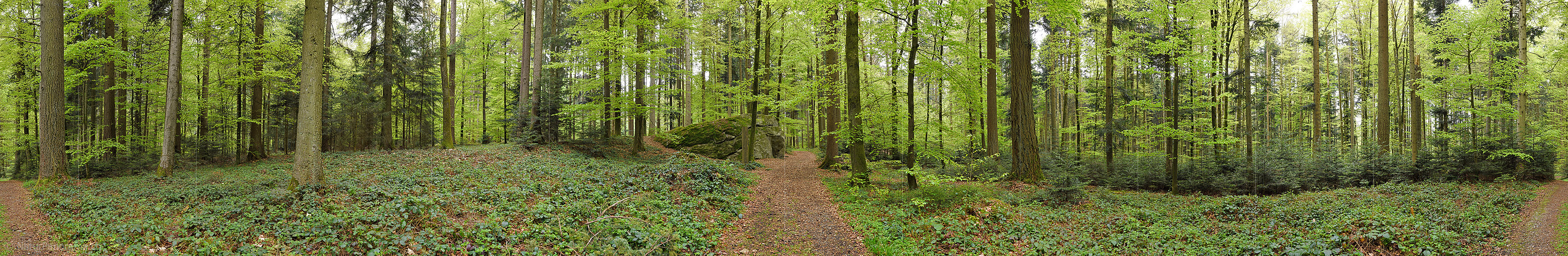 P024856: 360° Panoramafoto Findling im Frühlingswald