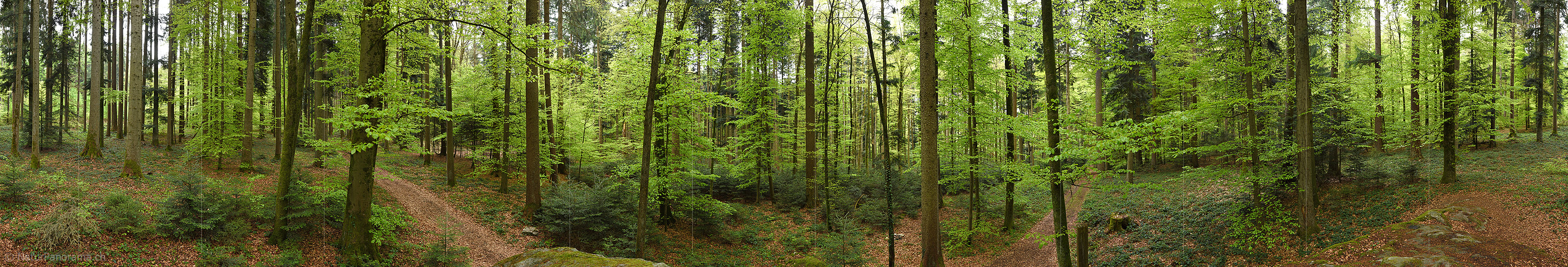 P024859a: Panoramafoto Frühlingswald