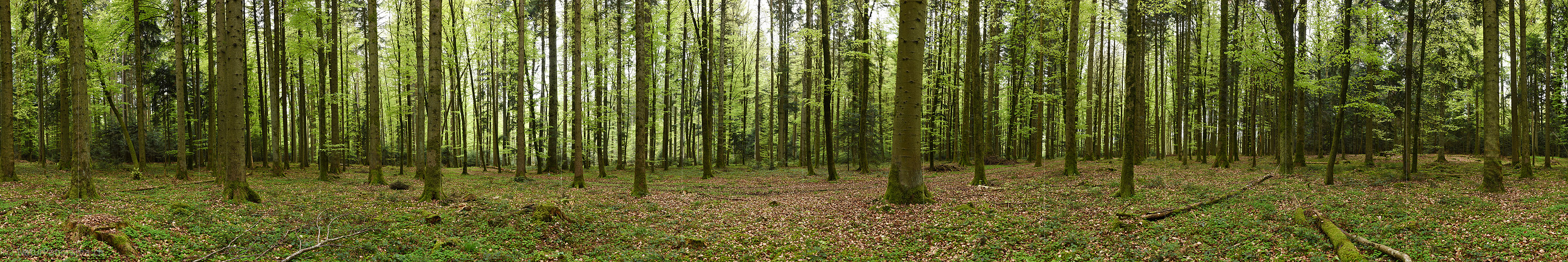 P024861: 360° panoramic photo Flat spring forest