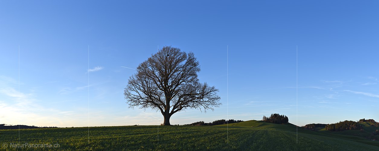 P025615: Powerful tree in evening light.
