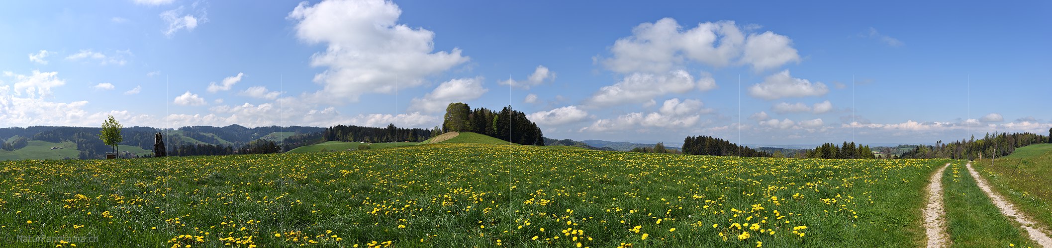 P025662: Panoramic photo Dandelion meadow in bloom and friendly cloudy sky