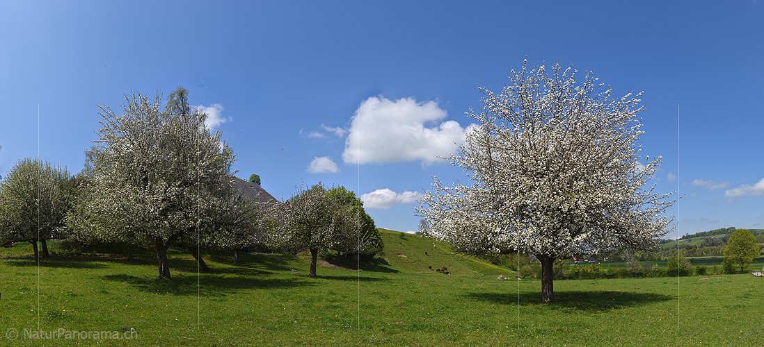 P025667a: Panoramic photo Blossoming apple tree
