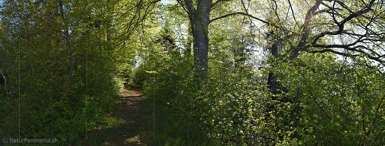 P025686: Panoramafoto Waldweg im Frühlingswald