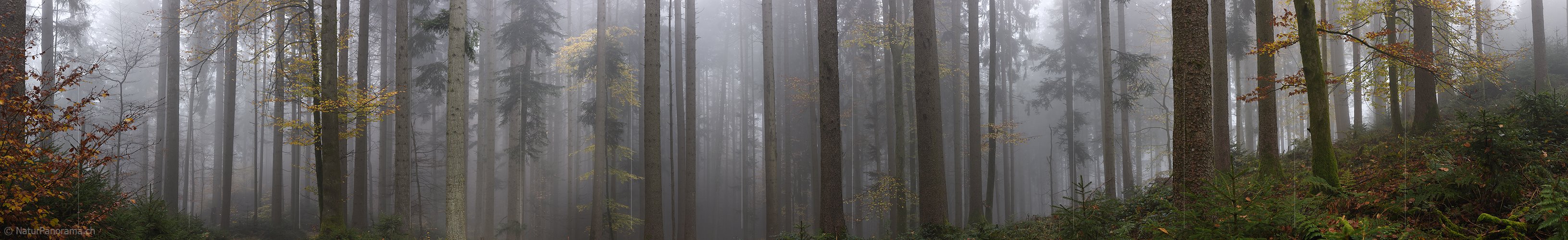 P026162: Panoramafoto Nebel im Herbstwald