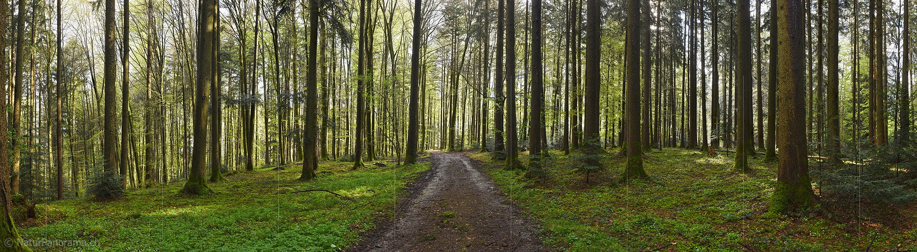 P026172: Hochaufgelöstes Panoramafoto Fahrweg im Frühlingswald