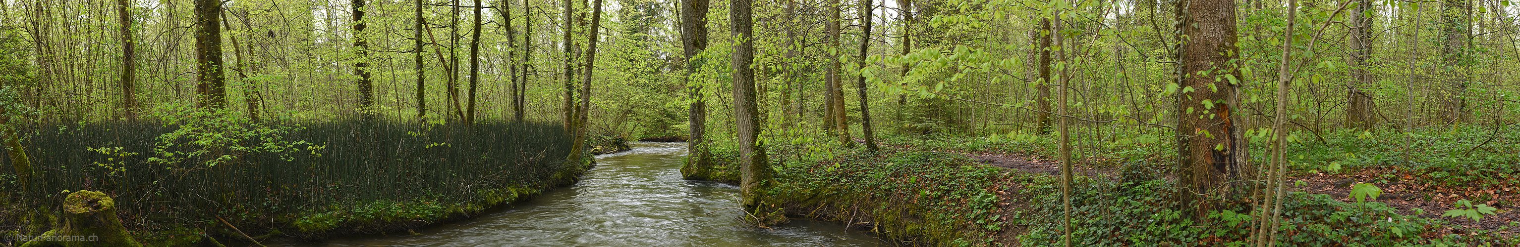 P026181: Panoramafoto Frühling im Auenwald