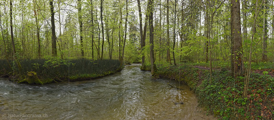 P026182: Panoramafoto Wasserlauf im frühlingshaften Auenwald