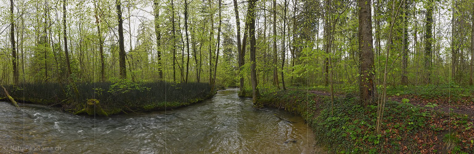 P026183: Panoramabild Wasserlauf im frühlingshaften Auenwald