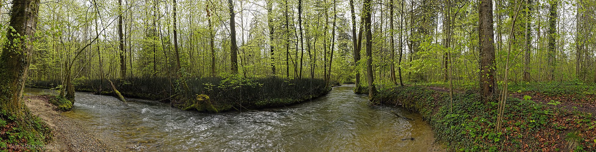 P026184: Panoramafoto Wasserlauf im frühlingshaften Auenwald