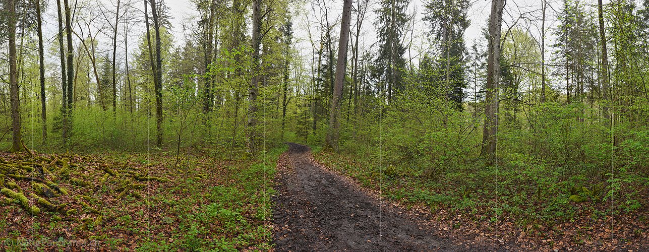 P026186: Panoramafoto Weg im frühlingshaften Auenwald