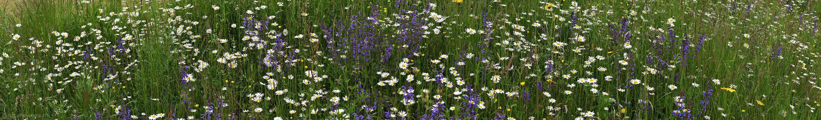 P026324a: Panoramafoto Blumenwiese mit Salbei und Margeriten