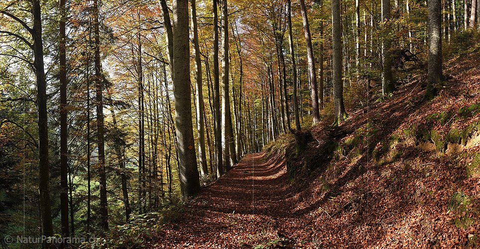 P026843: Panoramafoto Mit Laub bedeckter Weg im Herbstwald
