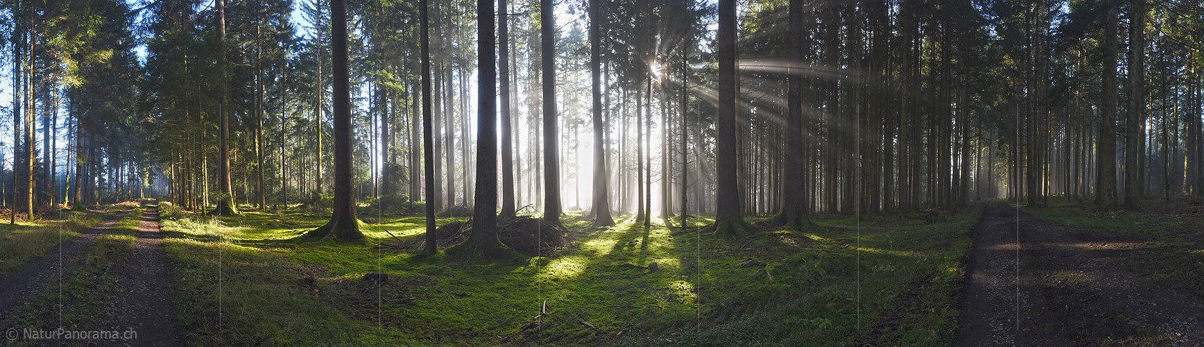 P026936: Panoramafoto Sonne und Nebel im Herbstwald