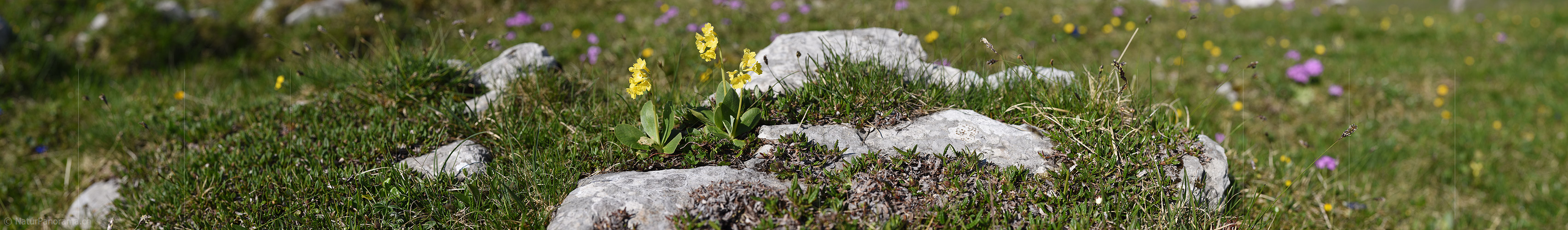 P021361: Panorama Flühblümchen zwischen Kalk-Gestein