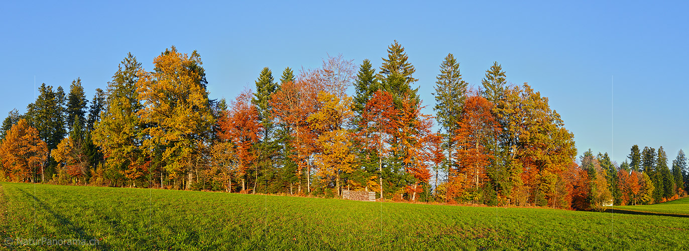 P002794a: Panorama Herbstwald