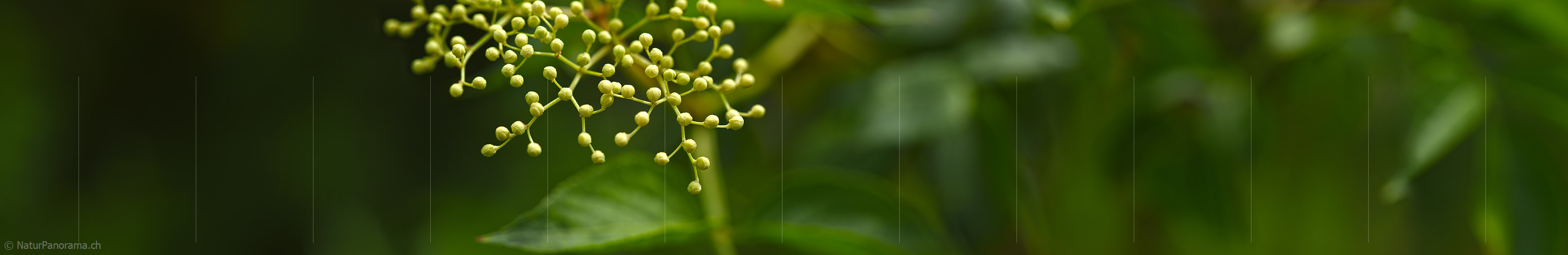 P021333: Panorama Knospen des Schwarzen Holunder