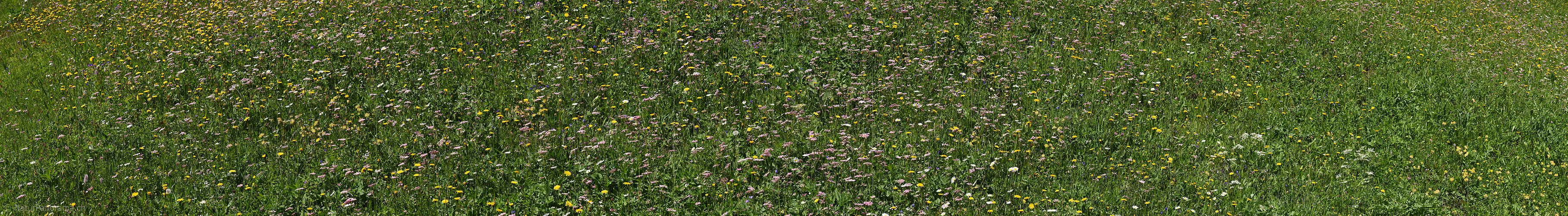 P024057: Panorama image Natural flower meadow