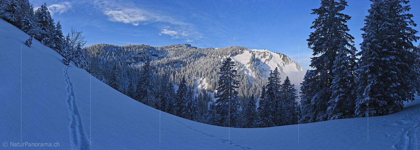 P020845: Panorama photo Fresh snow-covered mountain forest