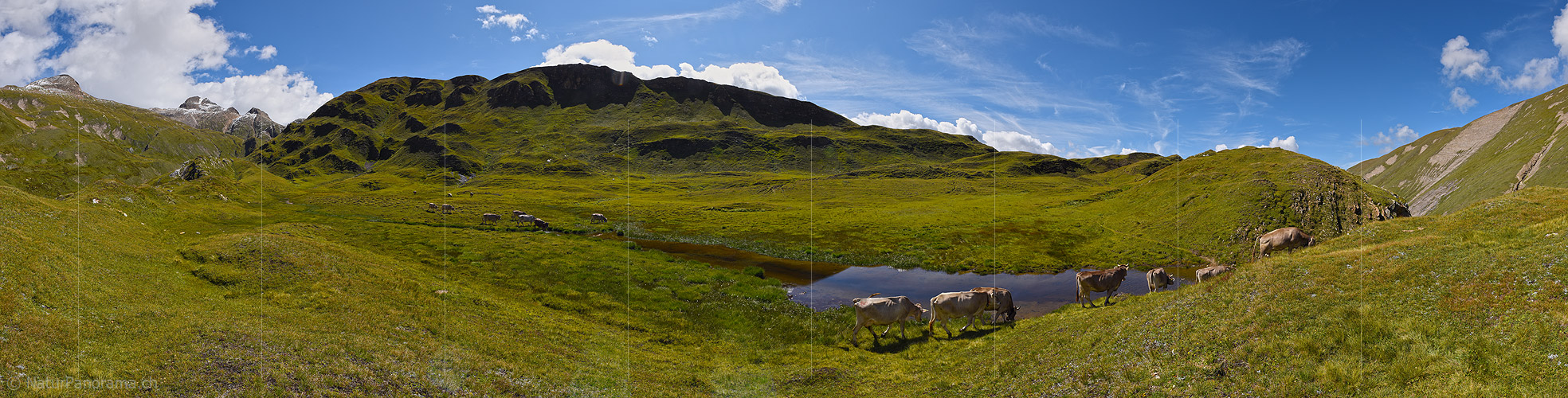 P020404: Panoramabild Kühe auf Alpweide