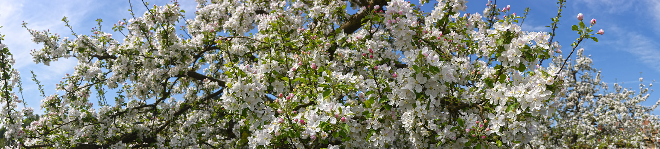 P021197: Panoramafoto Apfelblüten