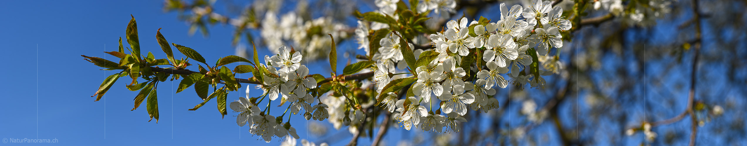 P021093a: Panoramafoto Ast mit vielen Kirschblüten
