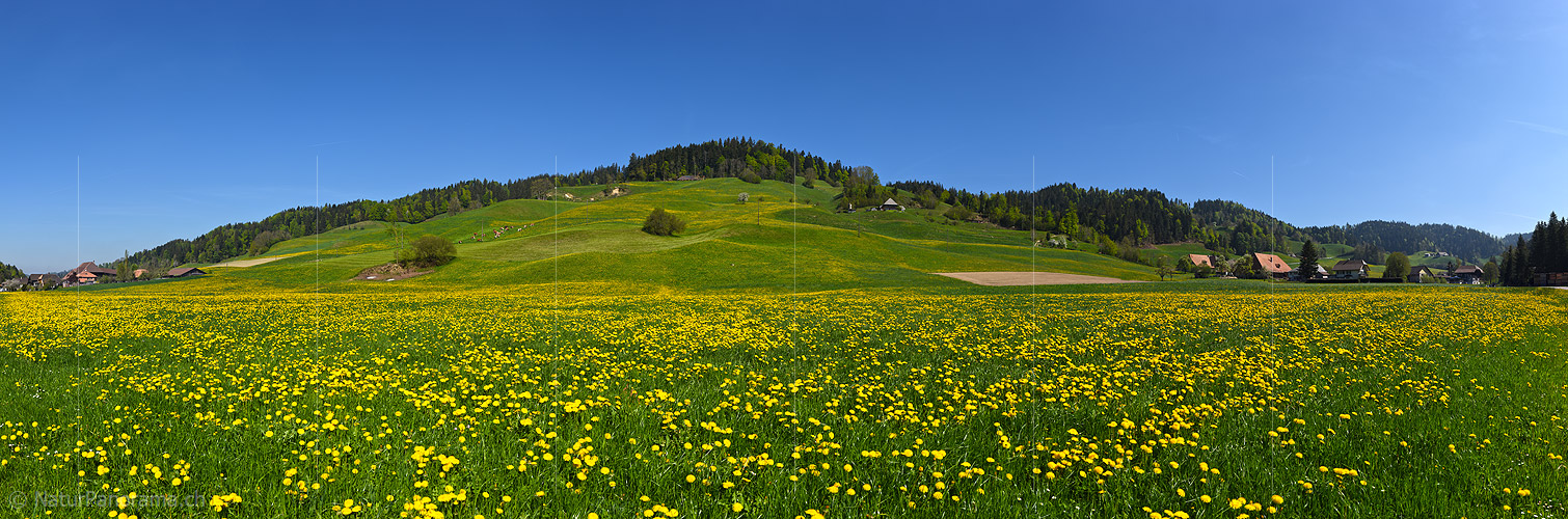 P021168: Panoramafoto Blühender Löwenzahn in Hügellandschaft