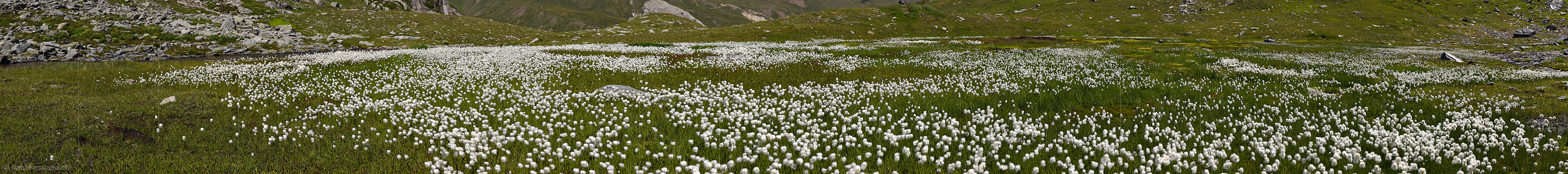 P020163: Panoramafoto Blühendes Wollgras