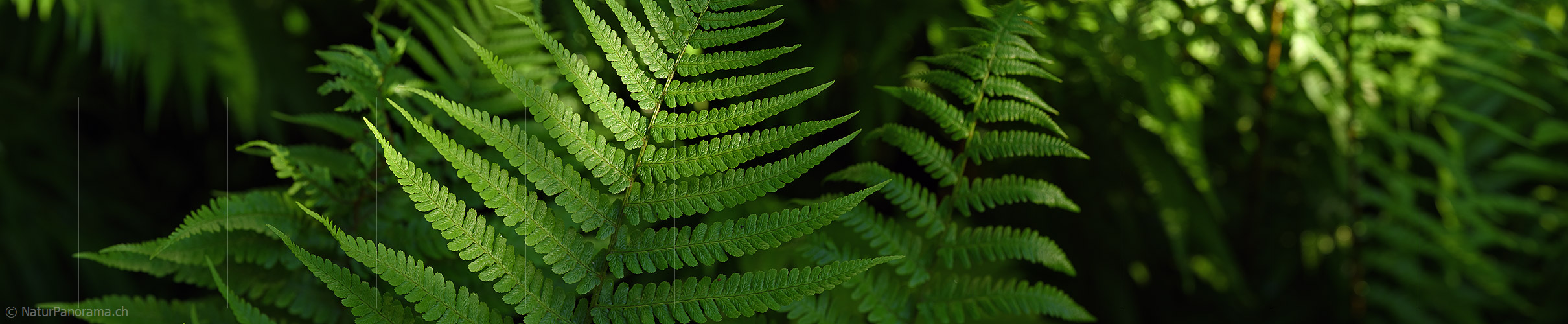 P021344a: Panoramafoto Farn im Streiflicht