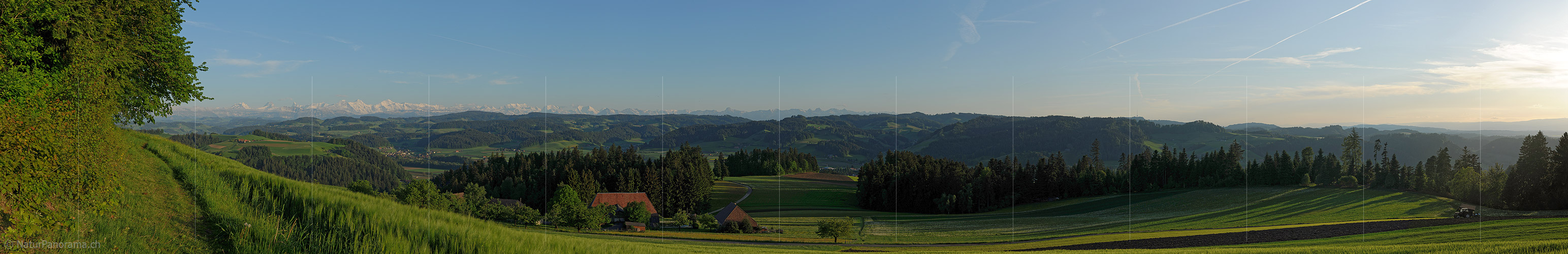 P004984b: Panoramafoto Getreidefeld in lieblicher Hügellandschaft