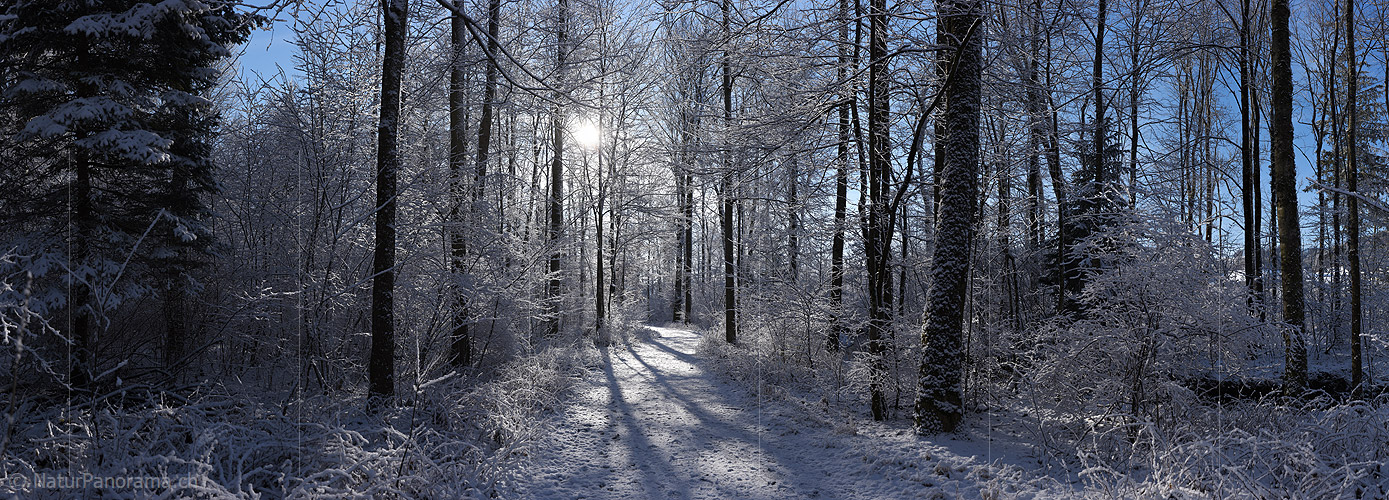 P022771: Panoramafoto Leicht verschneiter Märchenwald