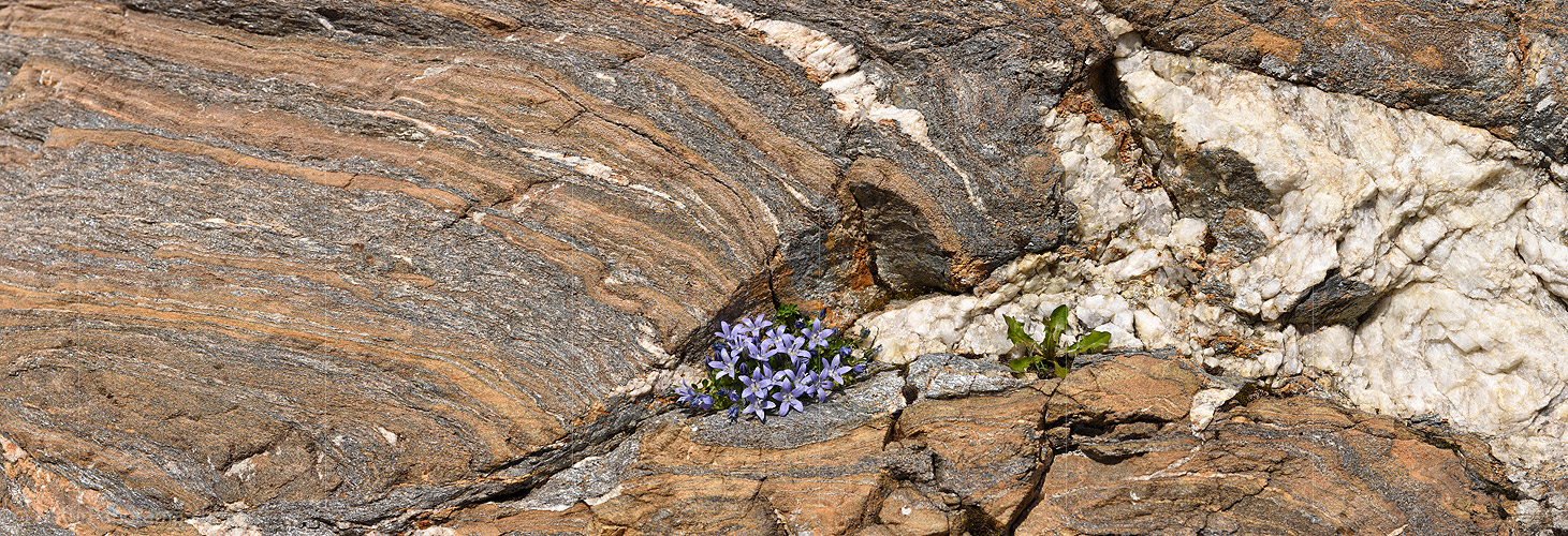 P021942: Panoramafoto Mont Cenis-Glockenblumen in Nische im Gletscherschliff