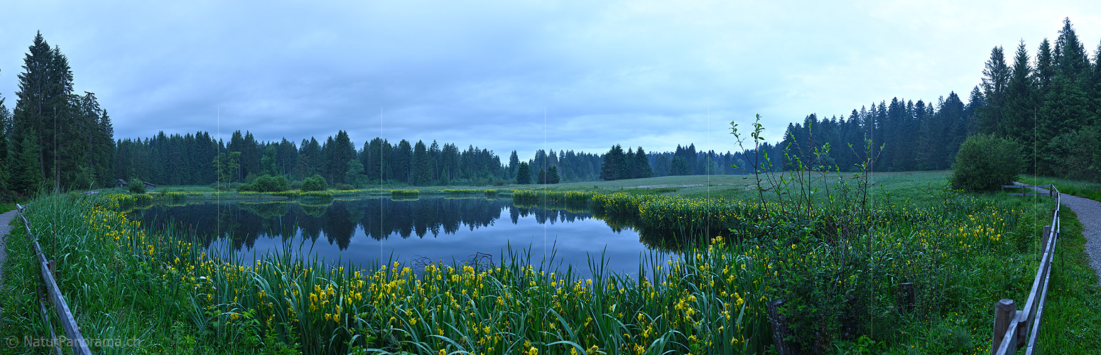 P021474: Panoramafoto Moorsee mit Gürtel von blühenden Schwertlilien