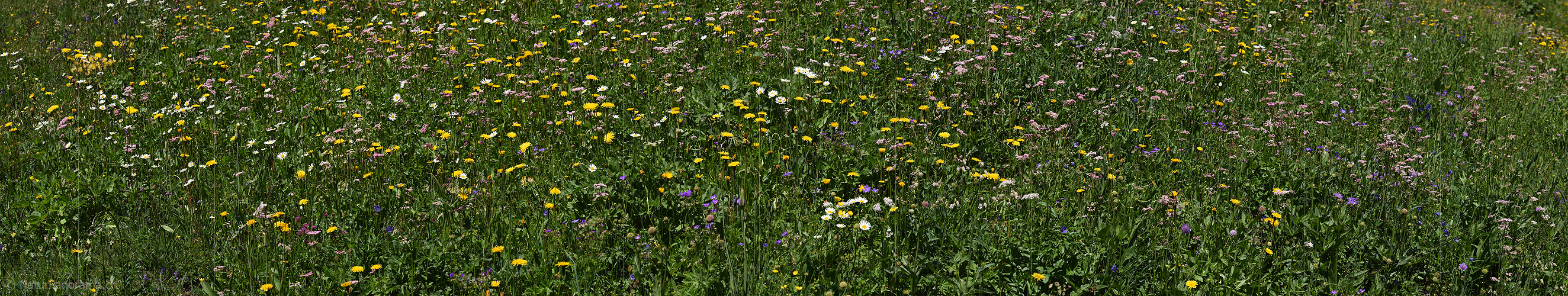 P024053: Panoramafoto Naturnahe Blumenwiese