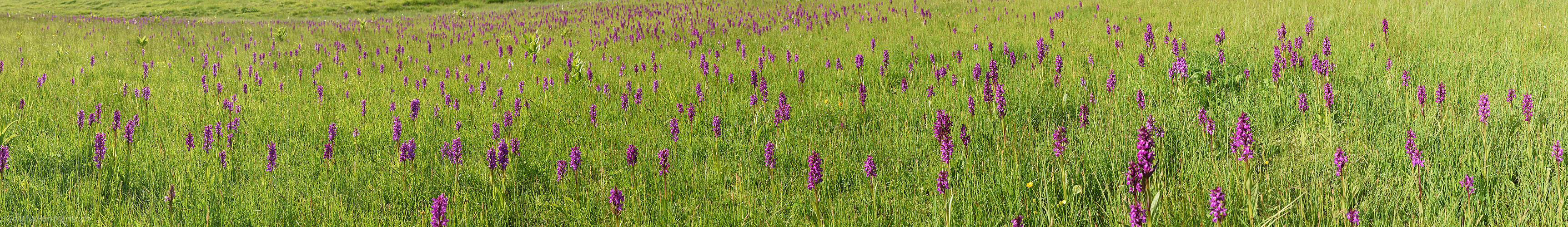 P023245: Panoramafoto Orchideenwiese