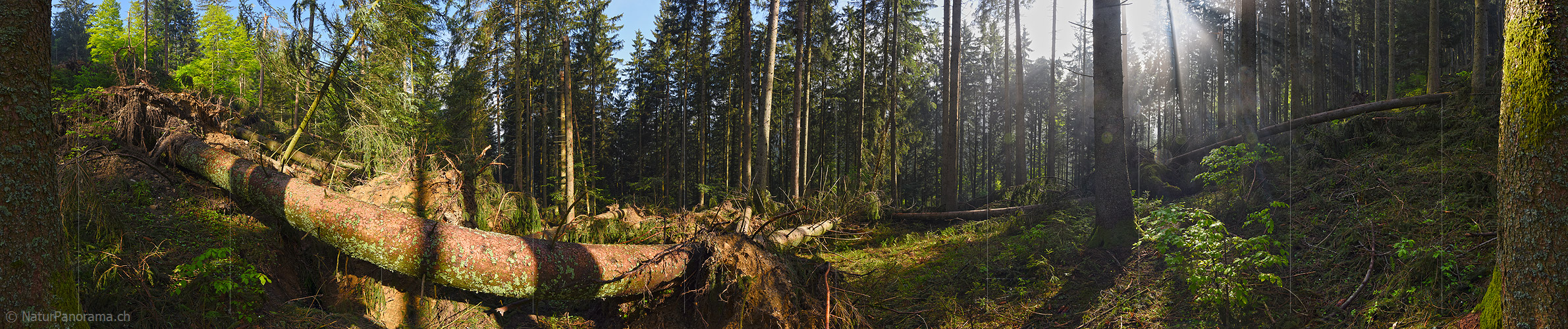 P021242: 360° Panoramafoto Sturmschaden/Fallholz