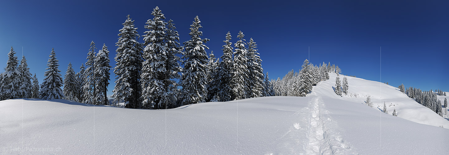 P012124a: Panoramafoto Tief verschneite Hügellandschaft