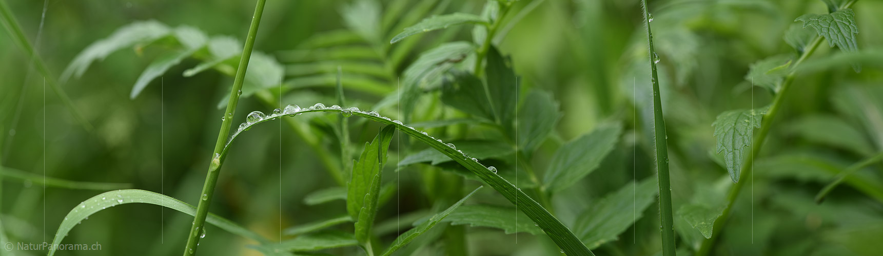 P021282: Panoramafoto Wassertropfen auf Grashalm