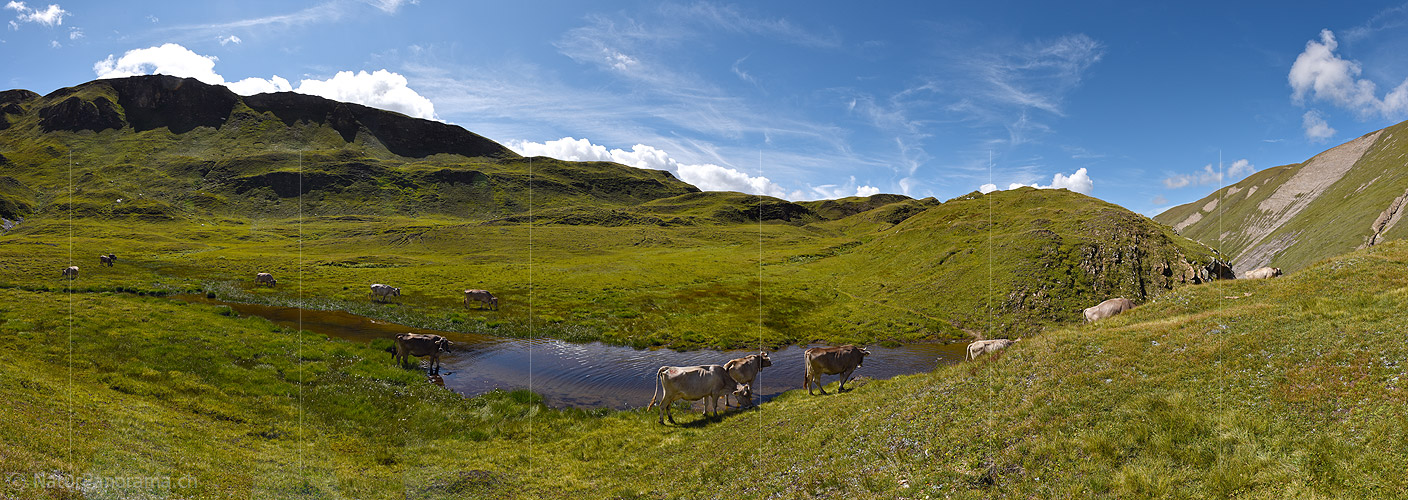 P020406: Panoramic photo of cows at a small mountain lake