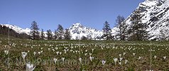 Panorama Bergfrühling auf Eggerebode im Binntal