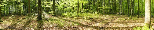 Waldpanorama