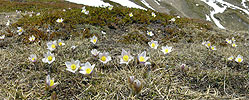Panoramafoto Bergfrühling: Pelzanemonen im Binntal