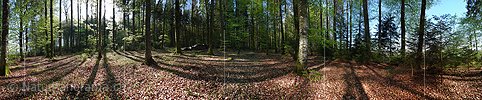 Panoramabild Schatten im Frühlingswald
