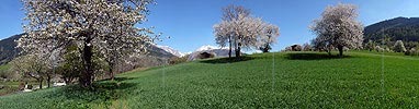 Panorama Blühende Bäume