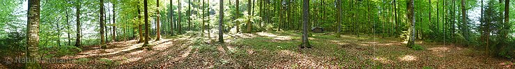 Panoramafoto Frühlingswald