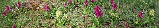 Panoramafoto Knabenkraut (Orchideen)