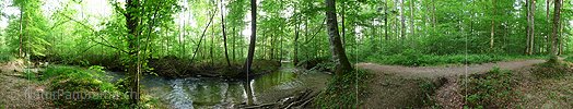 360° Panorama floodplain and riparian forest